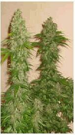 DNA Genetics Seeds Rocklock