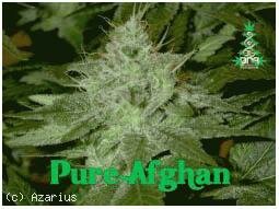 DNA Genetics Seeds Pure Afghan