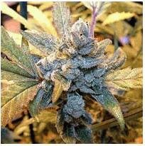 Big Buddha Seeds Blue cheese