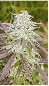 Magus Genetics seeds - Biddy Early