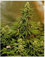 Magus Genetics seeds - Double Dutch