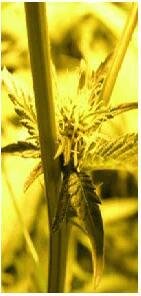 Sativa Seeds Sativa Slang