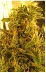 Sativa Seeds Haze