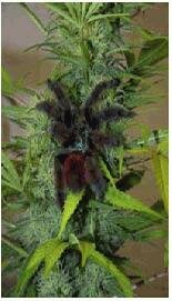 Sativa Seeds Full Moon