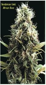 Seedsman Seeds - African Buzz