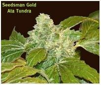 Seedsman Seeds - Ata Tundra