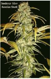 Seedsman Seeds - Hawaiian Skunk