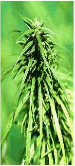 Delta 9 Labs seeds Mekong Haze