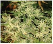 barneys farm - Laughing Buddha feminized