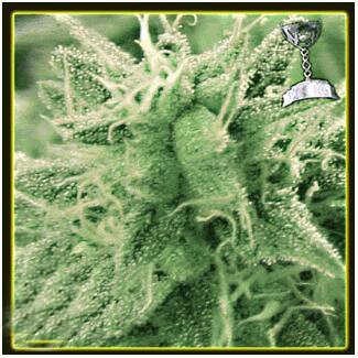 Lowlife seeds - Automatic Lemon Skunk Regular