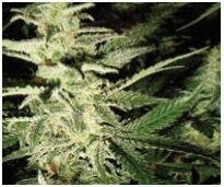 Barneys Farm - Morning Glory feminized