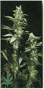 High Quality Seeds Early Girl