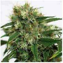 Barneys Farm Phatt Fruity feminized