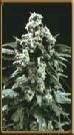 High Quality Seeds Black Lable Hollands Hope
