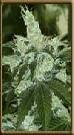 High Quality Seeds Black Lable Jack Herer