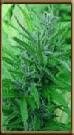 High Quality Seeds Black Lable Master Kush