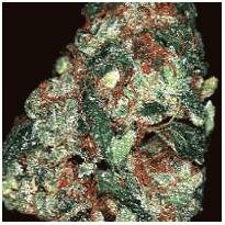 Barneys Farm-Red Diesel feminized