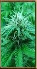 High Quality Seeds Black Lable Sensi Star