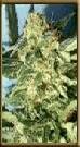 High Quality Seeds Black Lable White Widow