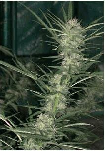 Ace Seeds CANELA