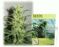 Kulu Seeds Blue Mystic