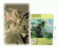 Kulu Seeds Hollands Hoop