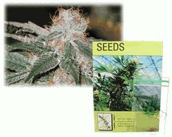 Kulu Seeds White Widow