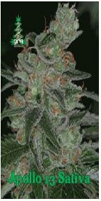 Reserva Privada seeds Apollo 13 sativa