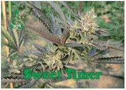 Reserva Privada seeds Sweet Timer