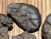 the Real Seed CO Parvati