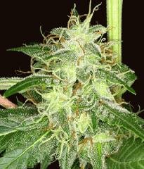 Reserva Privada - Silver Bubble Feminised