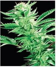 De Sjamaan Seeds Easy Rider