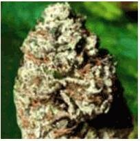 Delta 9 Labs seeds Super Star