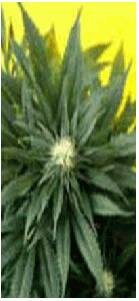 Delta 9 Labs seeds Southern Lights