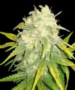 Il Diavolo - feminised - auto - Delicious Seeds