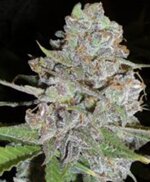 La Diva - auto - feminised - Delicious Seeds