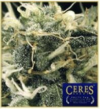 Ceres seeds FRUITY THAI