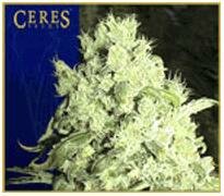 Ceres seeds WHITE INDICA