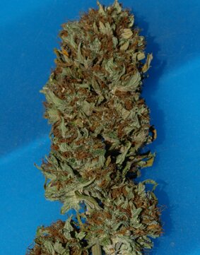 Taylored Genetics seeds - Steve McGarretts Hair - feminized