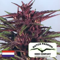 Dutch Passion seeds - Twilight - feminised