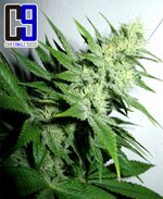 Aroma fem-CH9 seeds