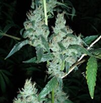 barneys-farm - LSD - feminized