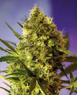 sweet seeds - Big Devil - Auto - feminized