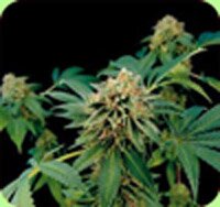 Dinafem seeds - Shark Attack - feminized