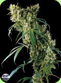 Dinafem seeds - Super Silver - feminized