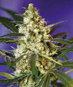 sweet seeds - fast-bud - Auto - feminized