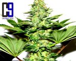 Flower fem CH9 seeds