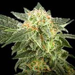 G13 Labs NL Automatic Feminized