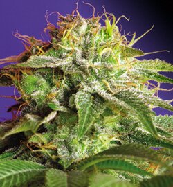 sweet seeds - green poison - feminized