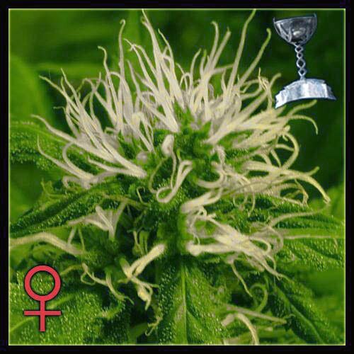 Green house seeds - Cheese - Feminized